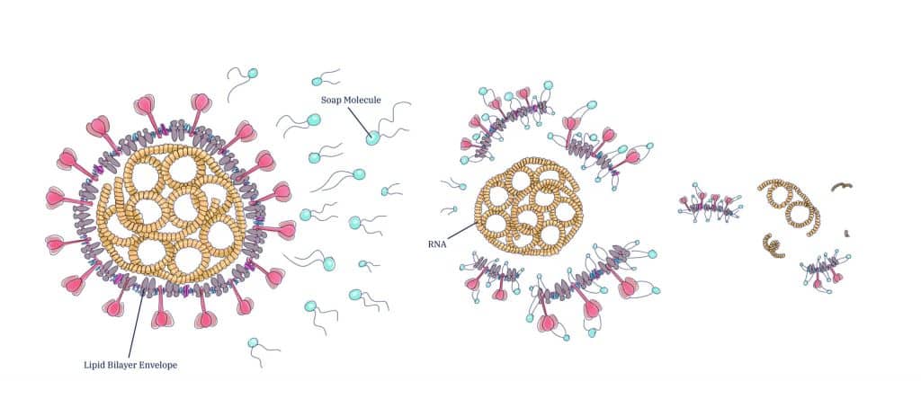 Illustration Soap Molecules targeting lipid bilayer of COVID-19